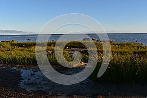 Crowded landscape with rocks and grass on a beach