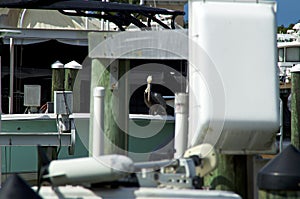 Crowded marina with pelican