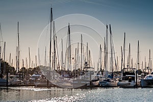 Crowded masts in Point Roberts marina