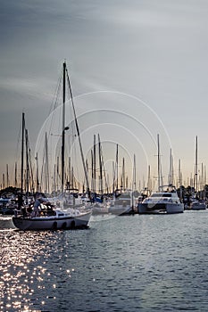 Crowded masts and sailing boats in Point Roberts marina