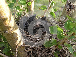 Crowded Nest