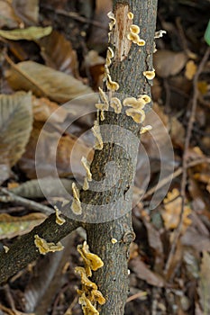 Crowded parchement fungi taking hold.