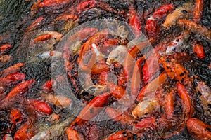 Crowded pool full of red and white koi carp