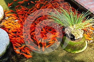 Crowded red Koi carps in pond