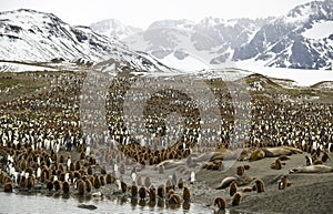 Crowded Valleys - Penguins, South Georgia