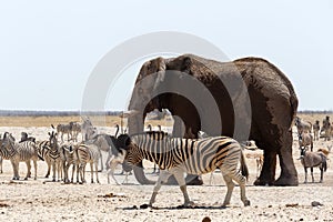 Crowded waterhole with Elephants