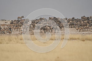 Crowded waterhole in Etosha National Park, Namibia