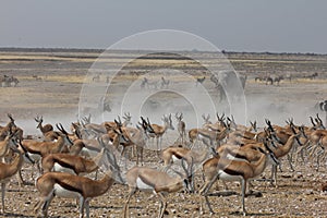 Crowded Waterhole in Namibia