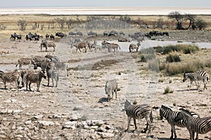 Crowded Waterhole in Namibia