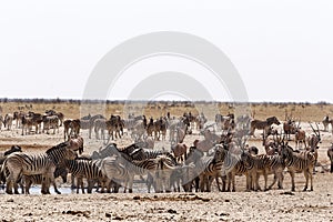 Crowded waterhole with zebras, springbok and orix