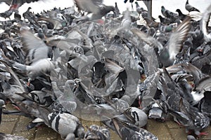 Crowding pigeons - multitude of birds