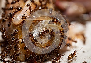 Crowds of ants are gnawing and tearing up carcasses for food. A colony of worker ants looking for food Climb on carcasses to gnaw