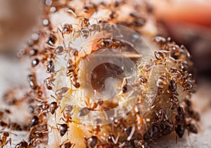 Crowds of ants are gnawing and tearing up carcasses for food. A colony of worker ants looking for food Climb on carcasses to gnaw