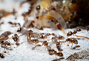 Crowds of ants are gnawing and tearing up carcasses for food. A colony of worker ants looking for food Climb on carcasses to gnaw