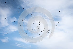 Crowds of pigeons flutter in the sky with the clouds in the background