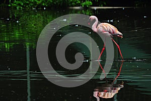 Crowed Flamingo bird in nature.