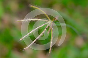 Crowfoot grass flower