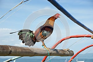 Crowing Asian rooster