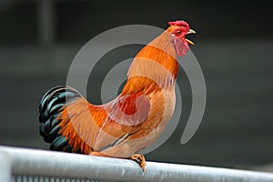 Crowing photo