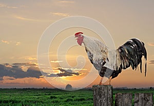 Cock stands on the fence against the sunset