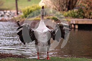Crowing Goose photo