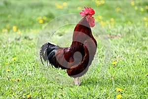 Crowing rooster