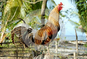 Crowing rooster photo