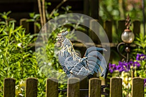 Crowing rooster behind a wooden picket fence