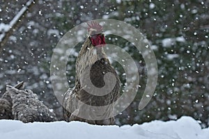 Crowing rooster and chickens of old resistant breed Hedemora from Sweden on snow in wintery landscape.