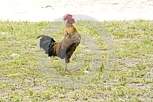 Crowing Rooster