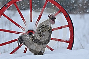 Arachidi gallo da vecchio durevole razza Svezia sul la neve 