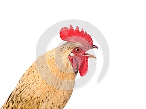 Crowing rooster in profile close up. isolated on white background