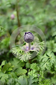 Crown anemone Animo Blue photo