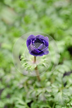 Crown anemone Animo Blue photo