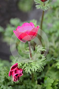 Crown anemone Animo Pink photo