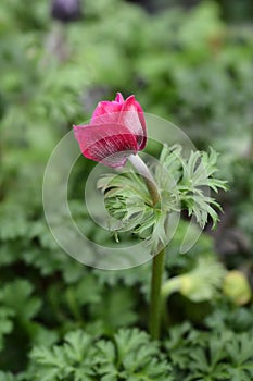 Crown anemone Animo Pink photo