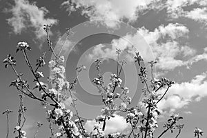 Apple tree branches with white blossom flowers reach skyward