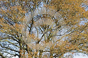 Crown of Autumn oak tree in Loenermark