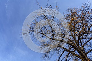 The crown of an autumn tree against the blue sky on a sunny day. The beauty of nature in the changing seasons. View from below