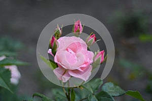 Crown of baby roses photo