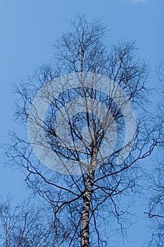 Crown of birch on a background of blue April sky
