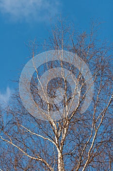 Crown of birch on a background of blue April sky