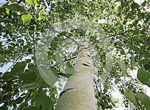 Crown of a birch tree with green young leaves