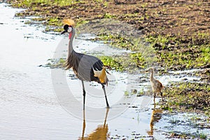 Crown bird spotted in the Amboseli National Park