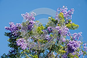 Crown of a blooming jacaranda tree and blue sky