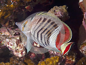 Crown butterflyfish