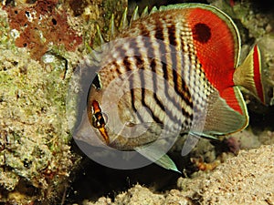 Crown butterflyfish