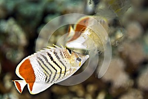 Crown butterflyfish (chaetodon paucifasciatus)