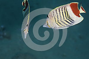 Crown butterflyfish (chaetodon paucifasciatus)