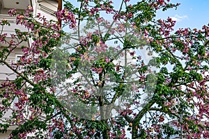 Crown of the Ceiba speciosa tree with large pink flowers, cotton or silk fruits, green foliage and large prickles on the branches